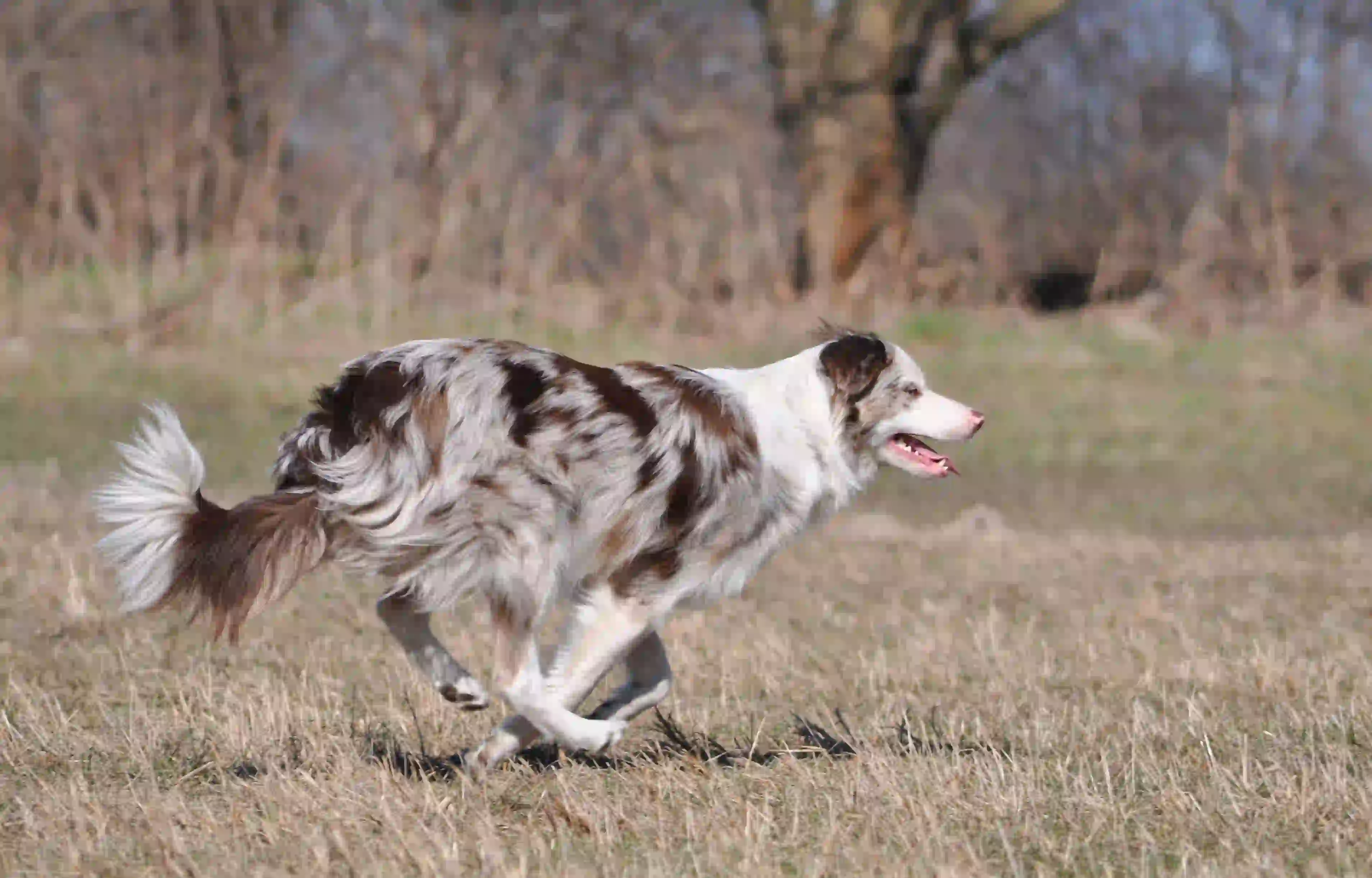 Dog running free