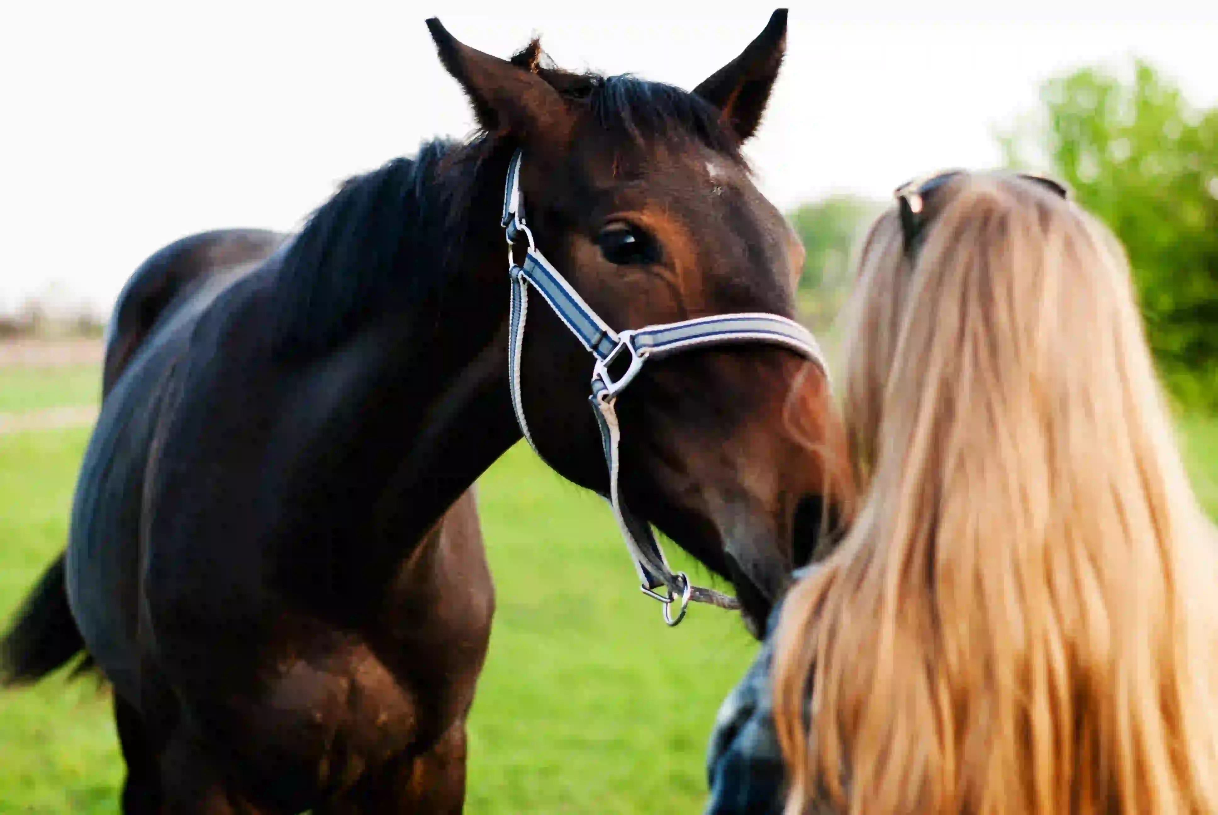 Woman caring for horse