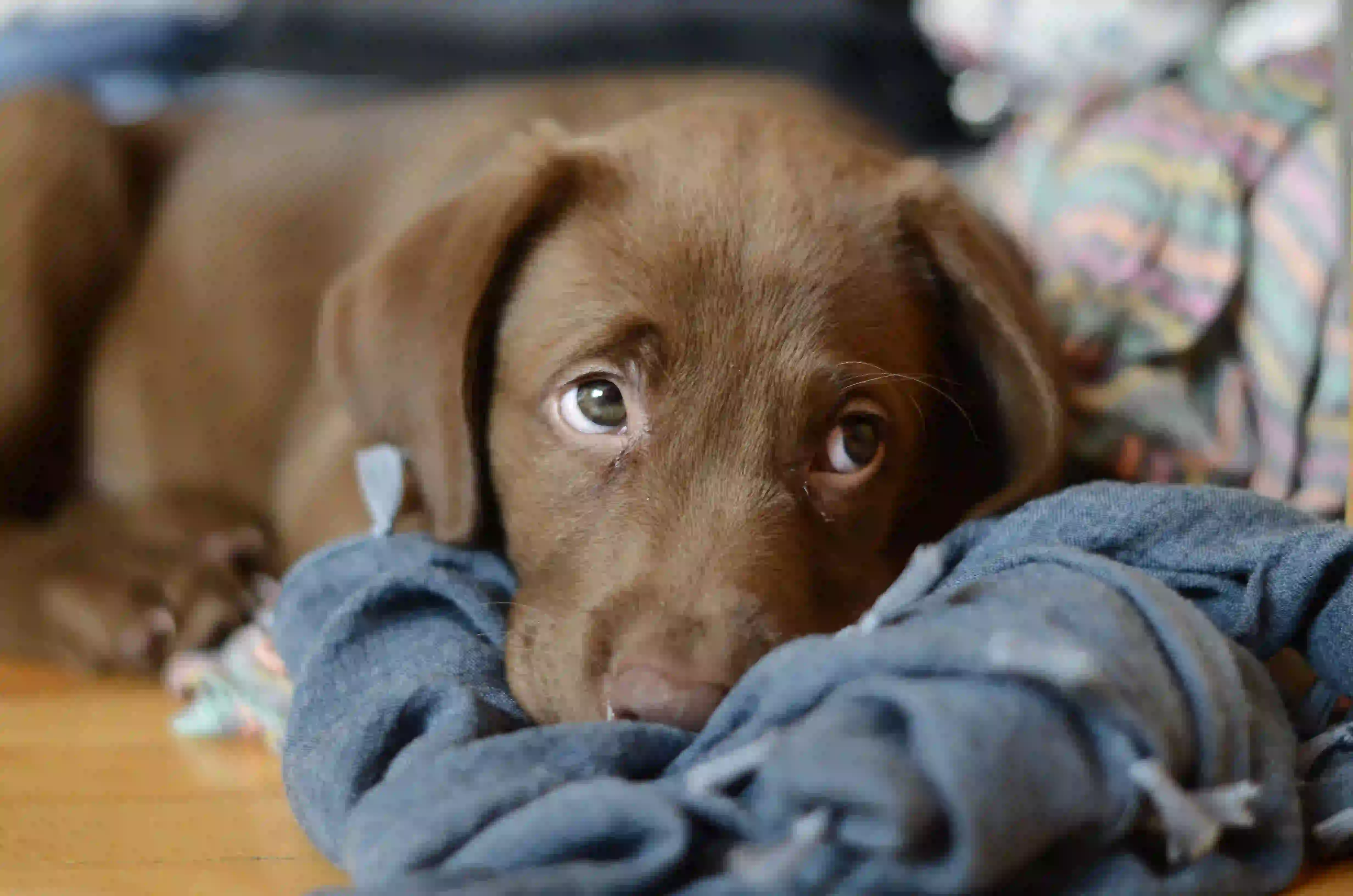 The dog that is not feeling well