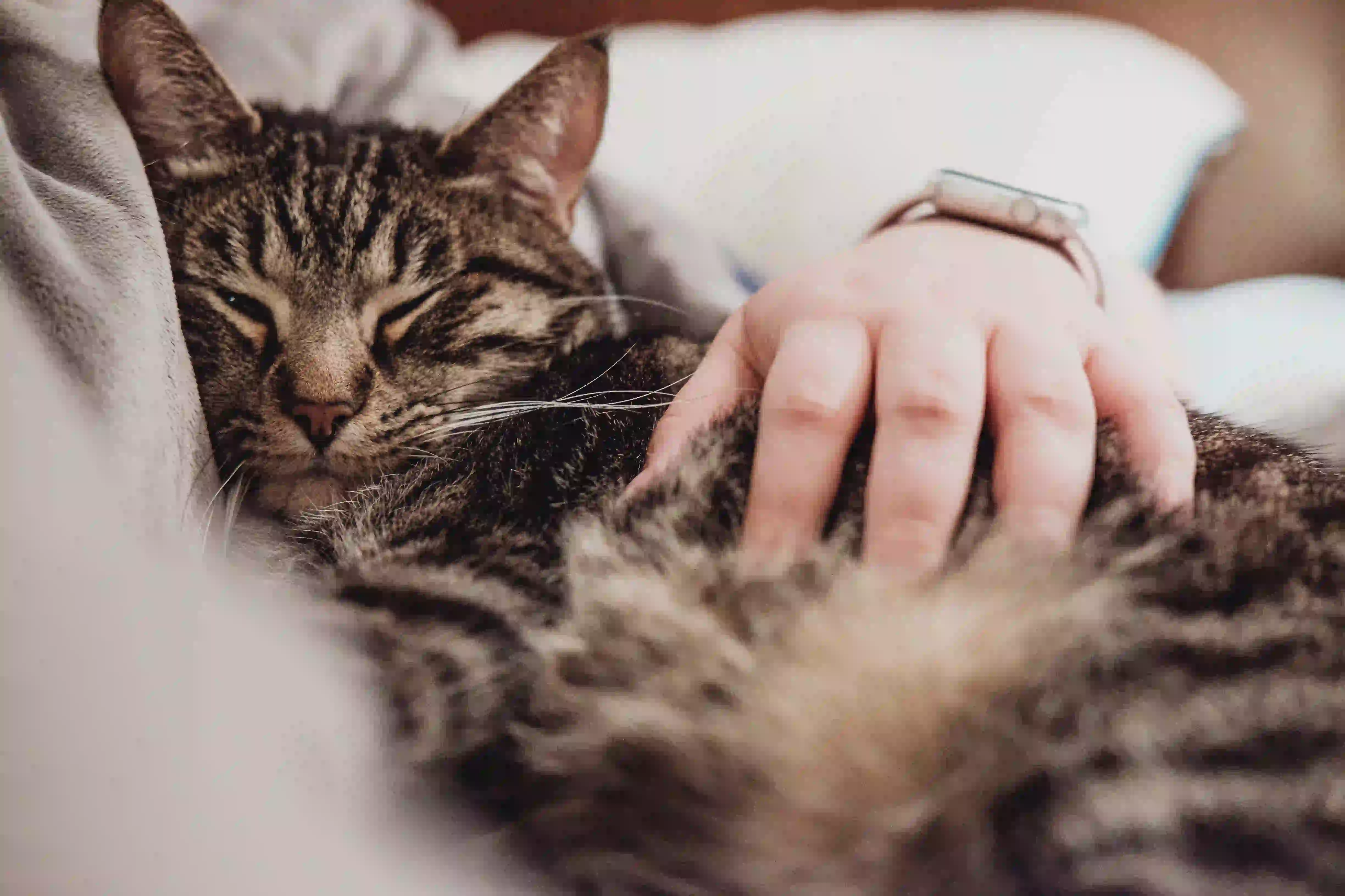 Cat cuddling with owner
