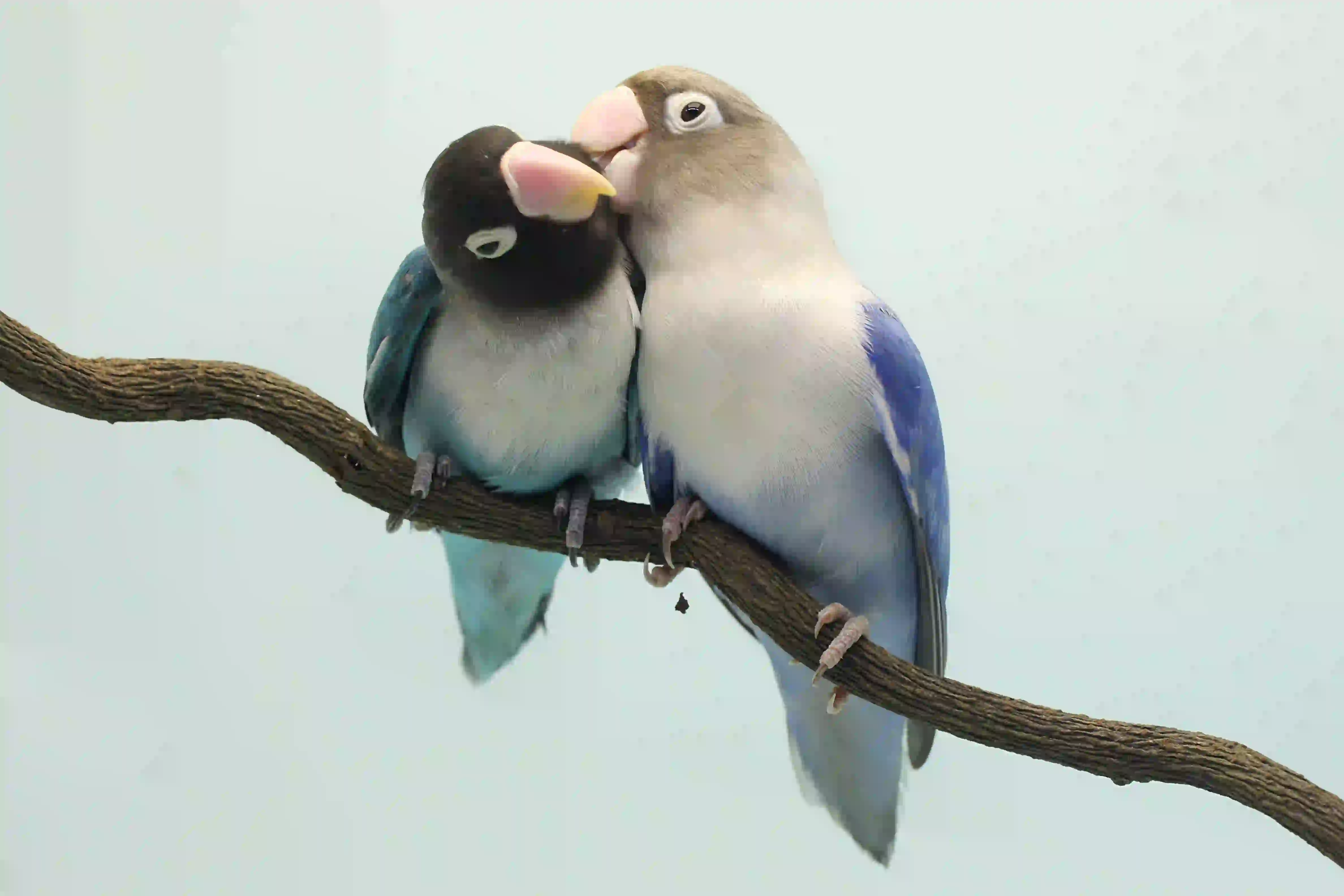 Dos pajaritos unidos en la rama de un árbol