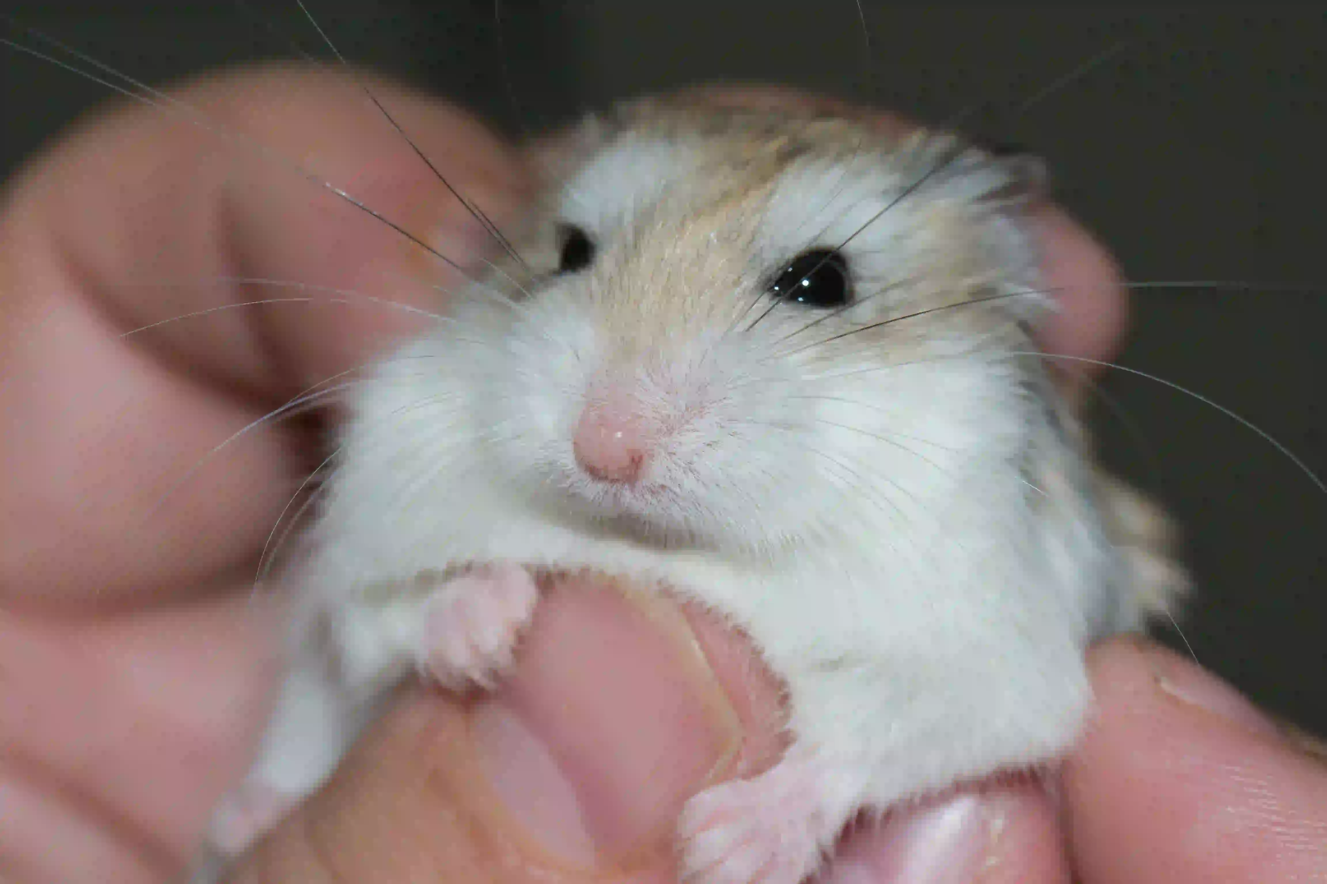 A small rodent in the hand of a man