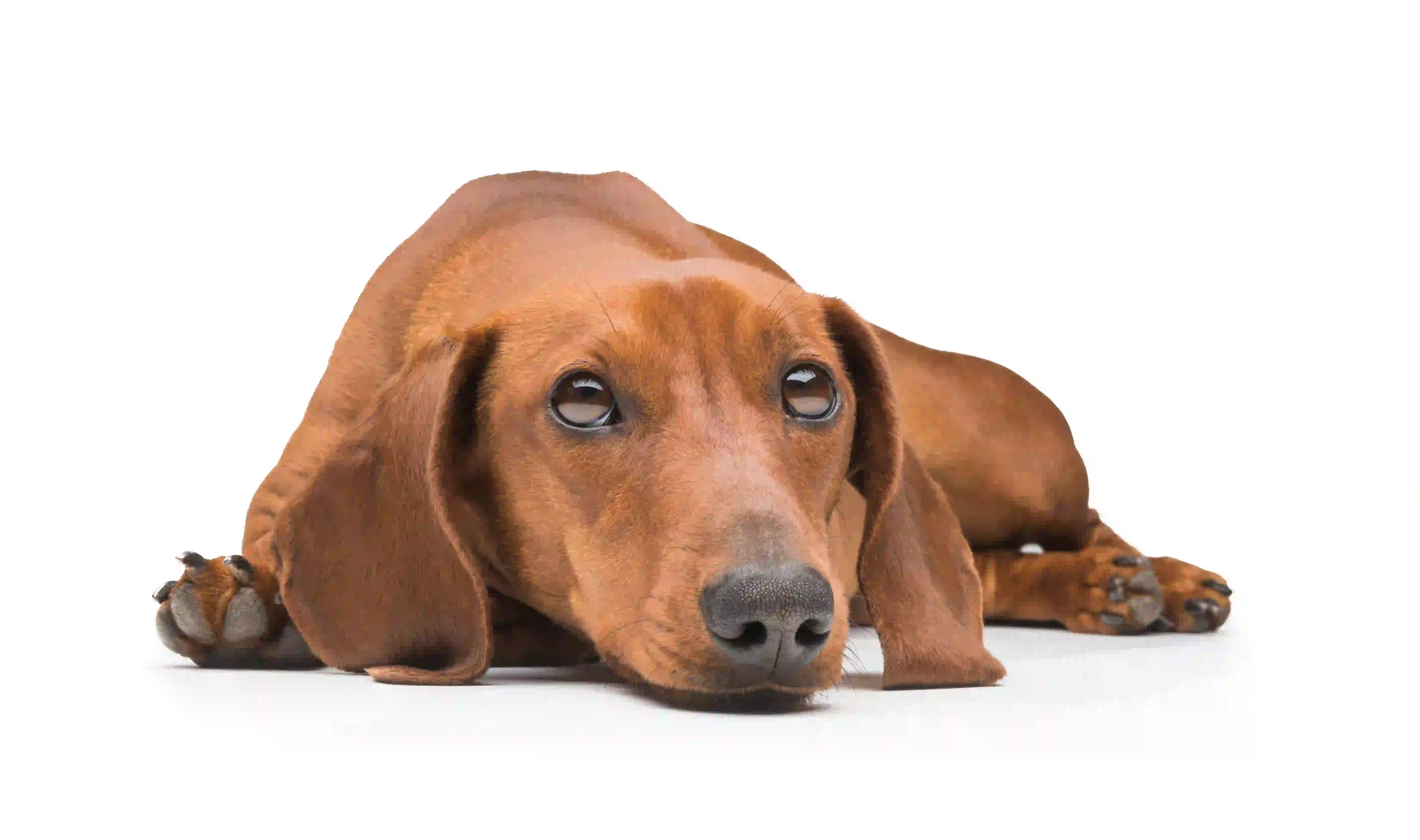 Sad dog