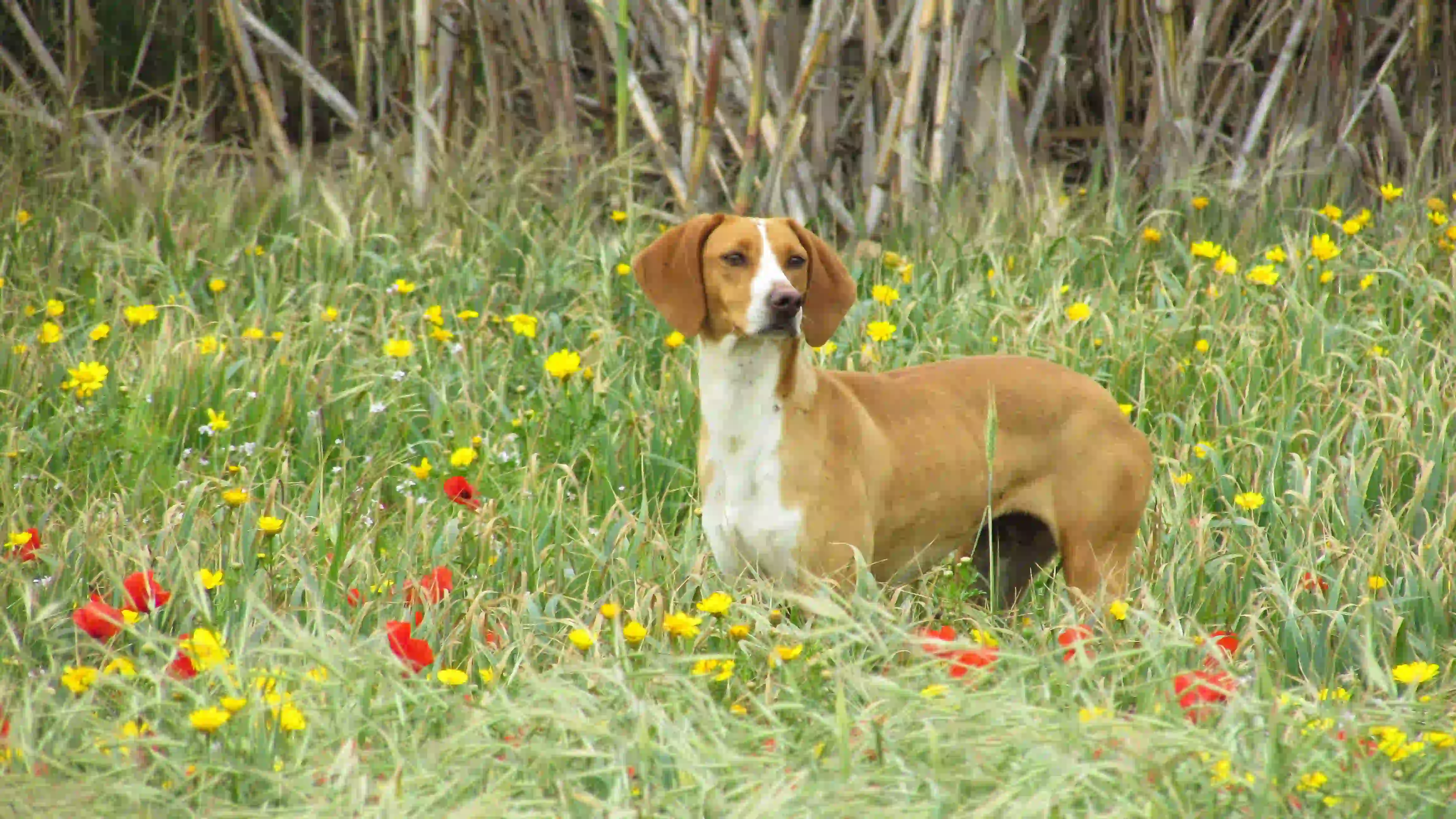 Dog in the field