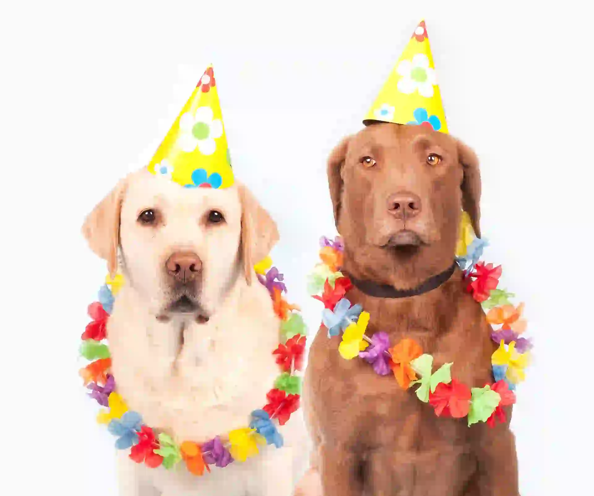 Dog party