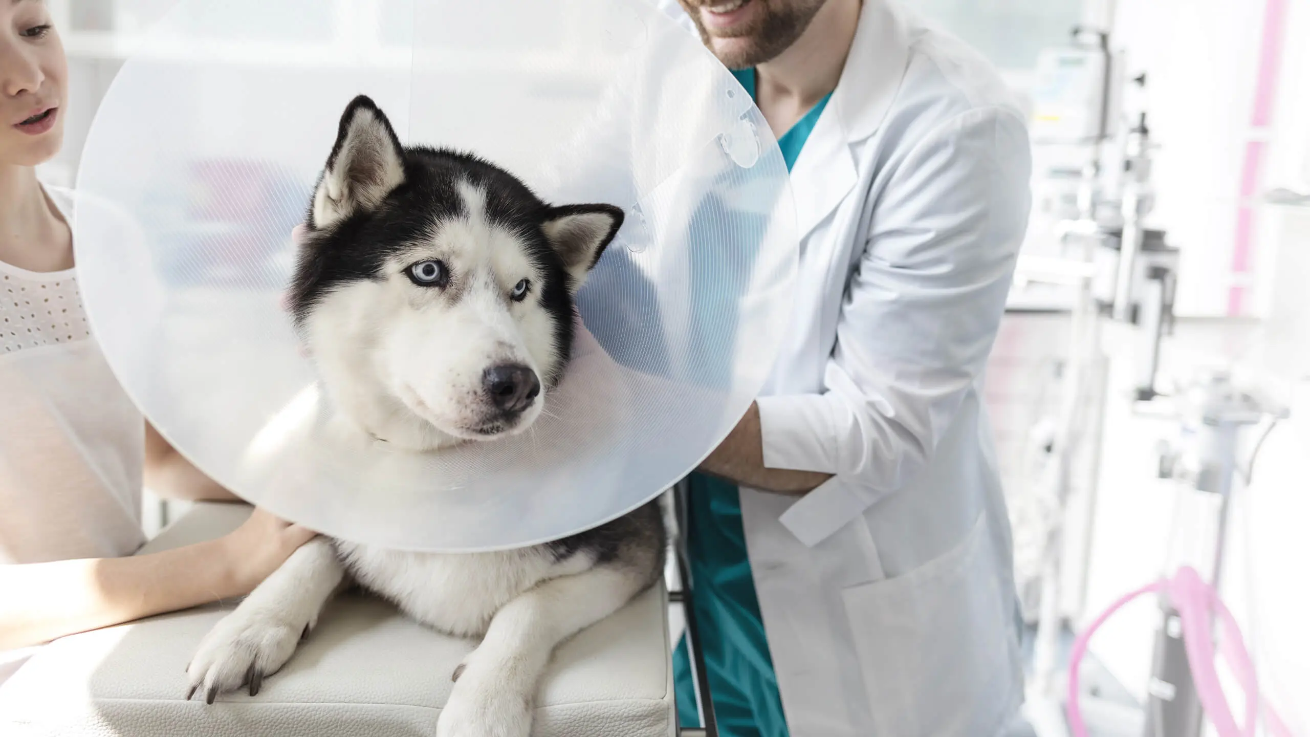 Dog with collar after surgery