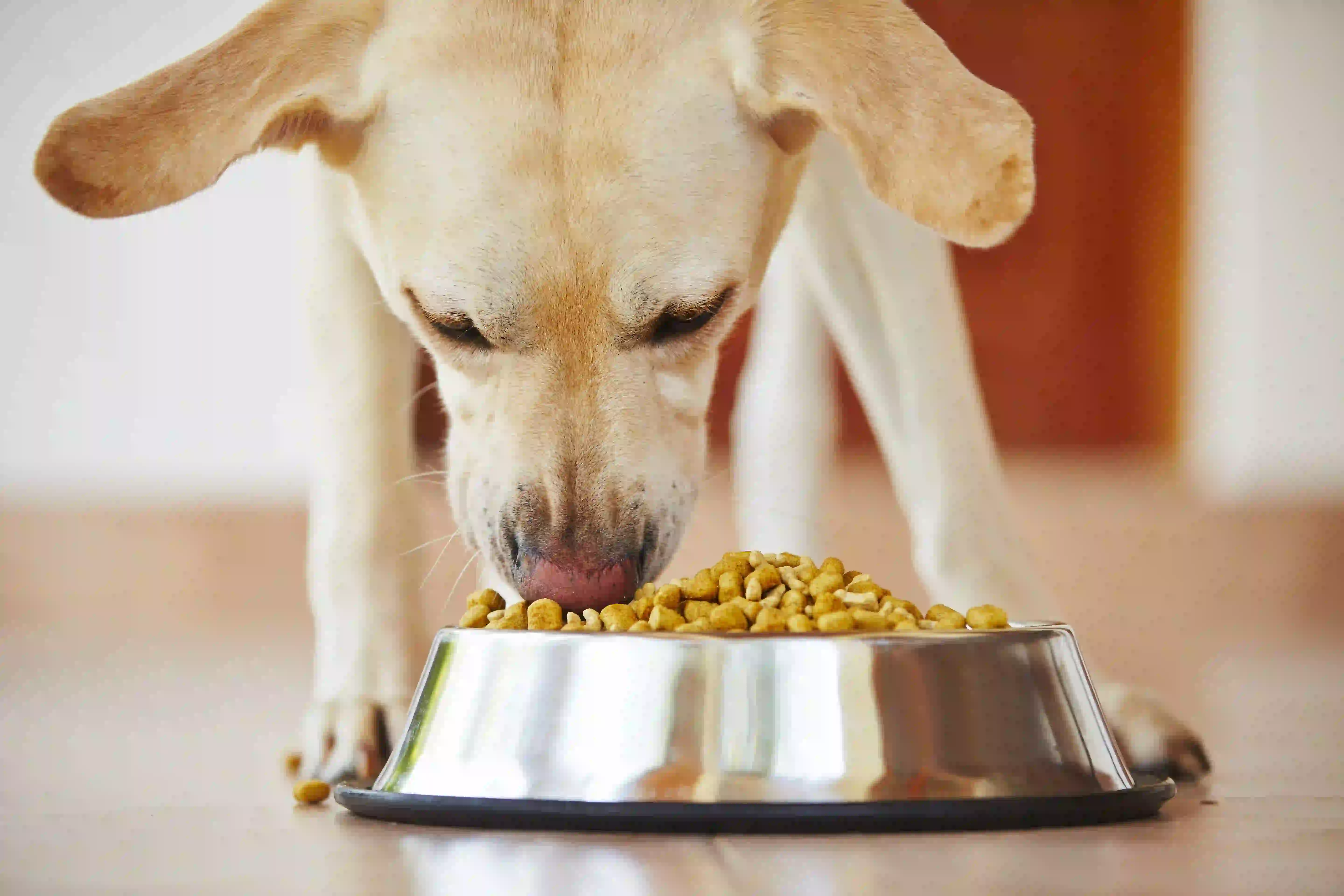 Dog eating kibble