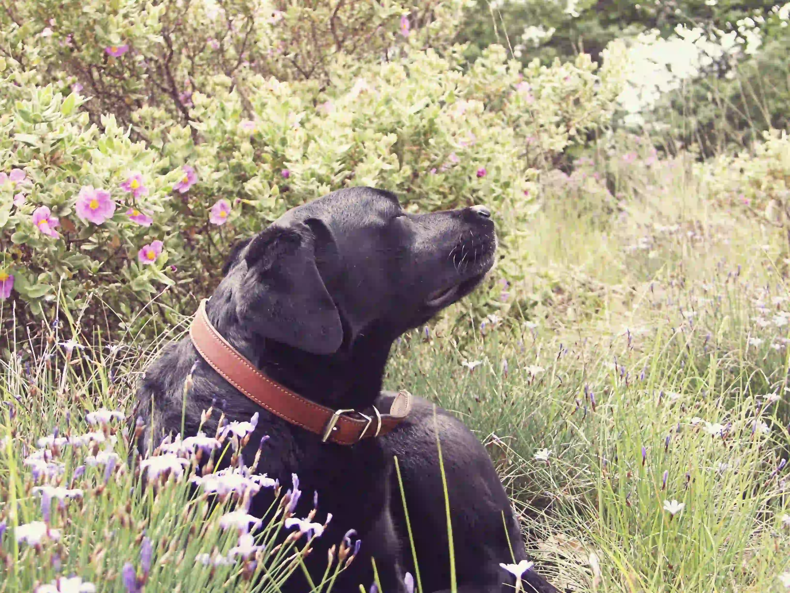 Dog in a field with wild plants