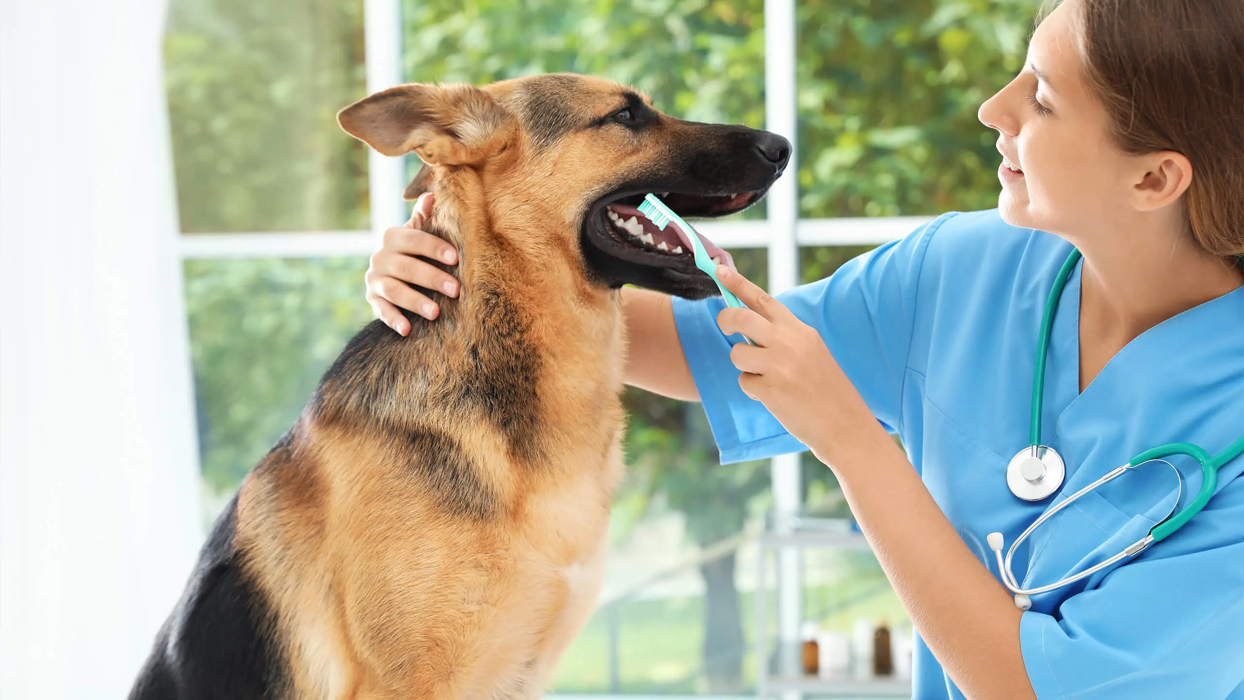 Dog getting his teeth cleaned