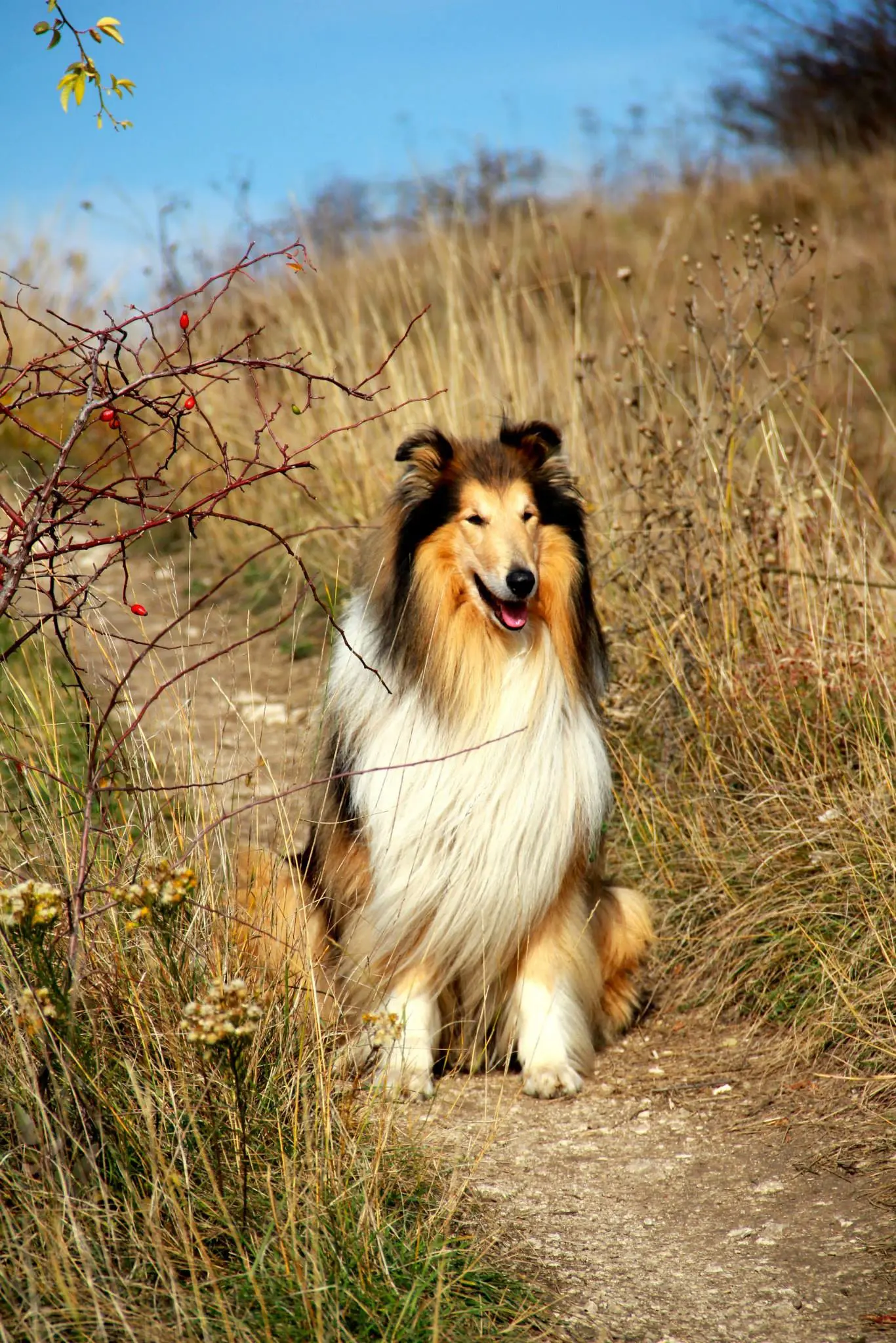 Dog on hiking trail