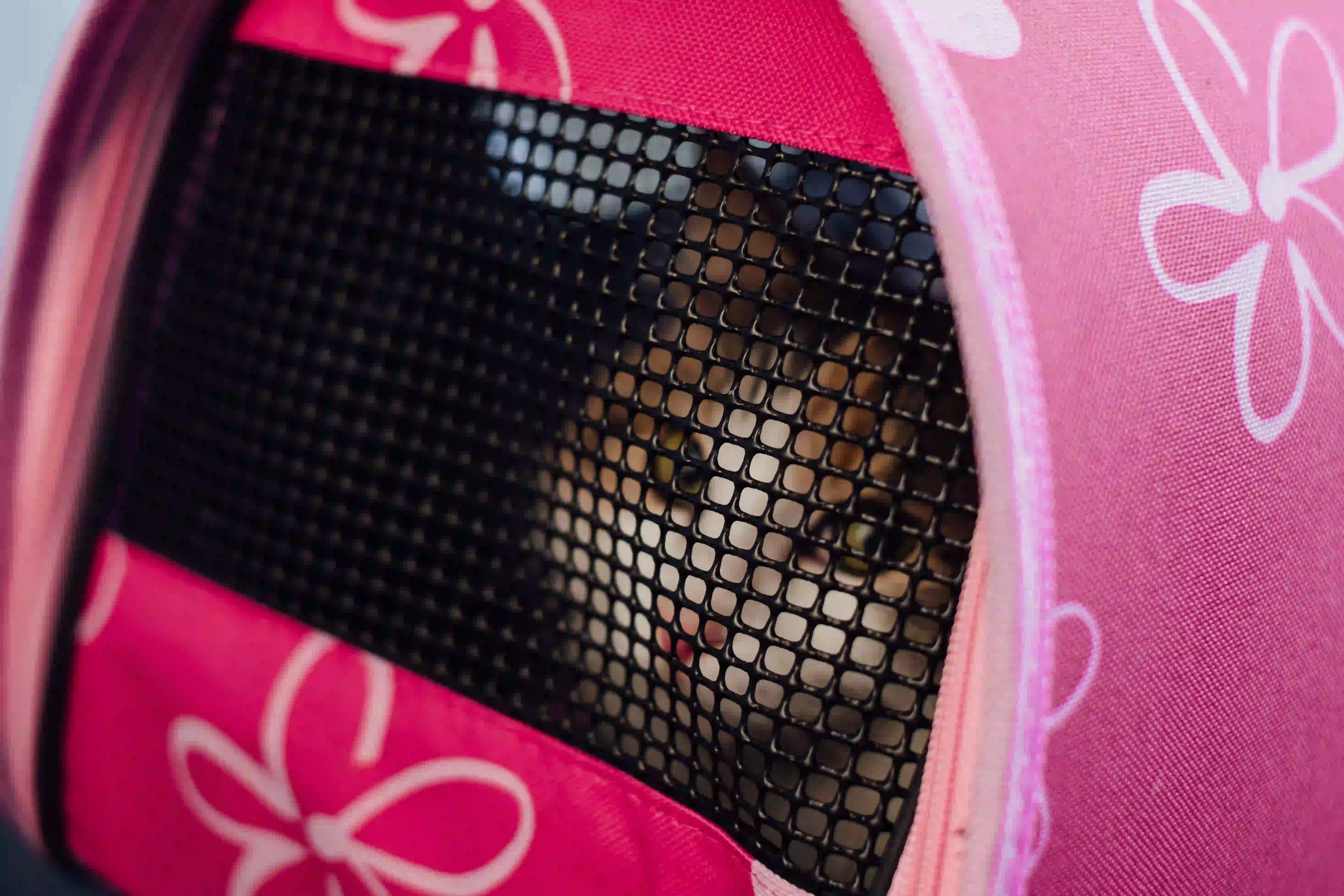 Cat in travel case
