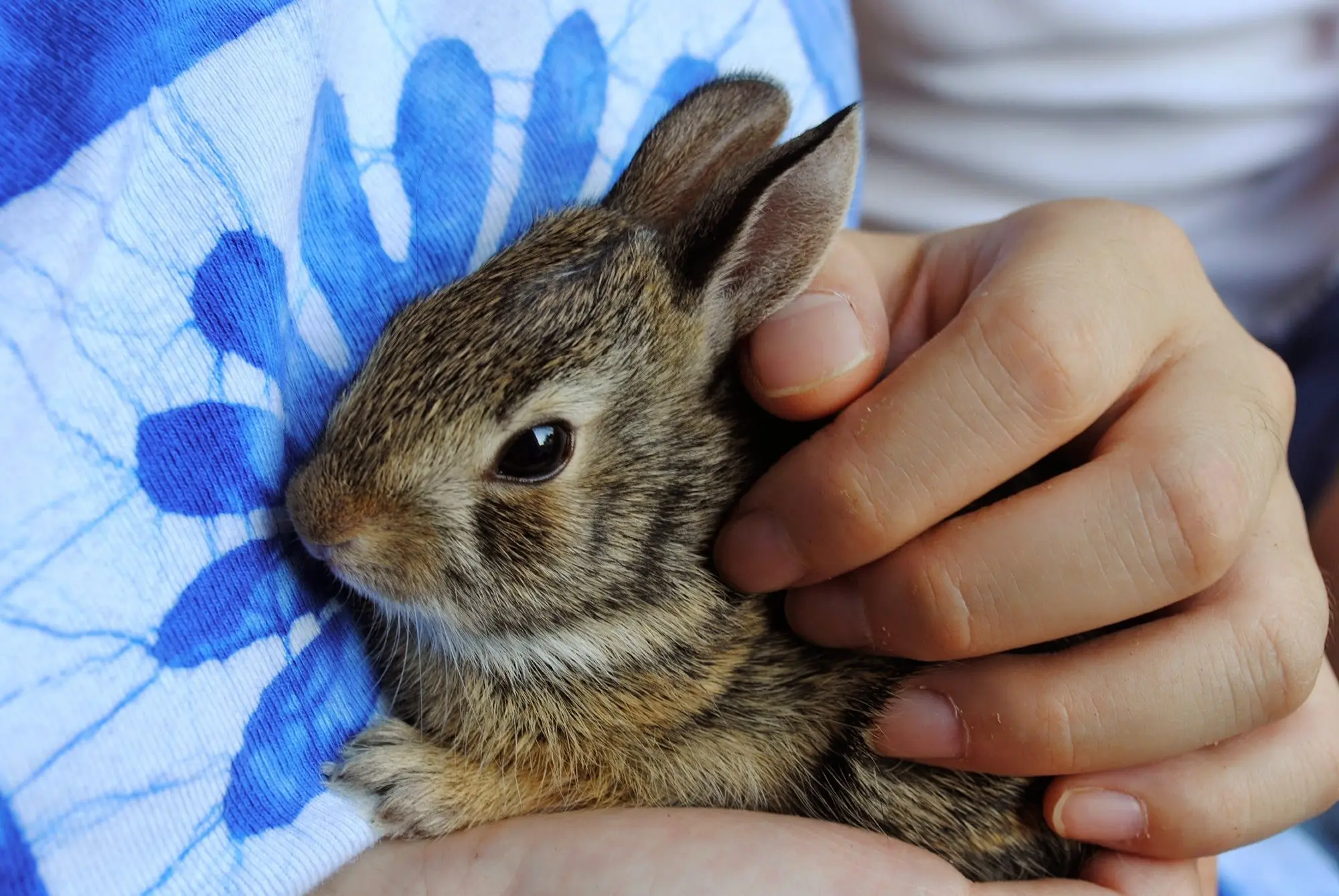 Bunny rabbit