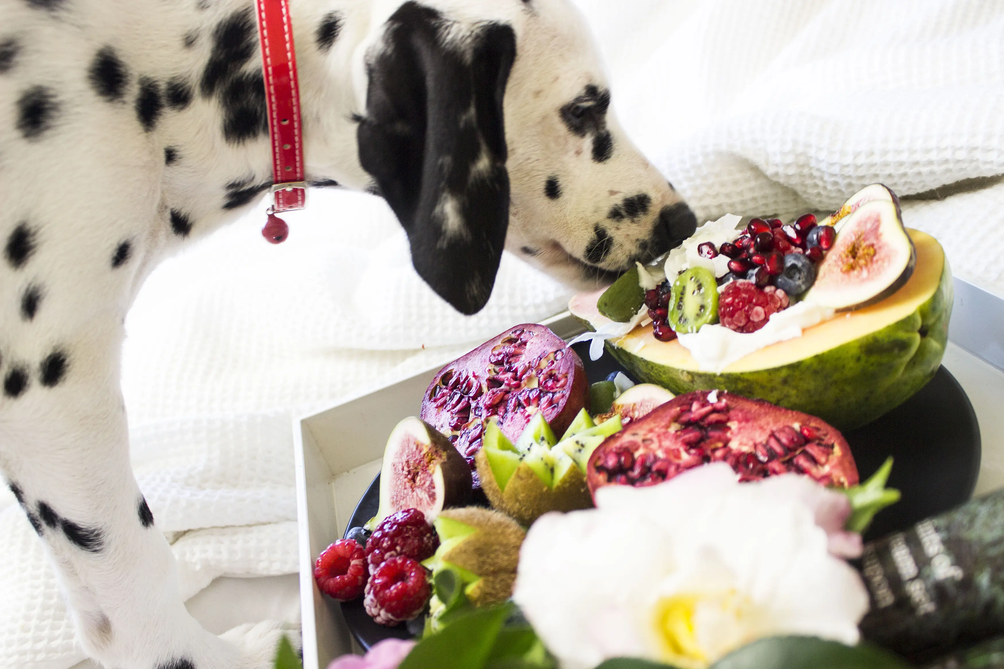 Dalmatian looking at a bowl of fruit