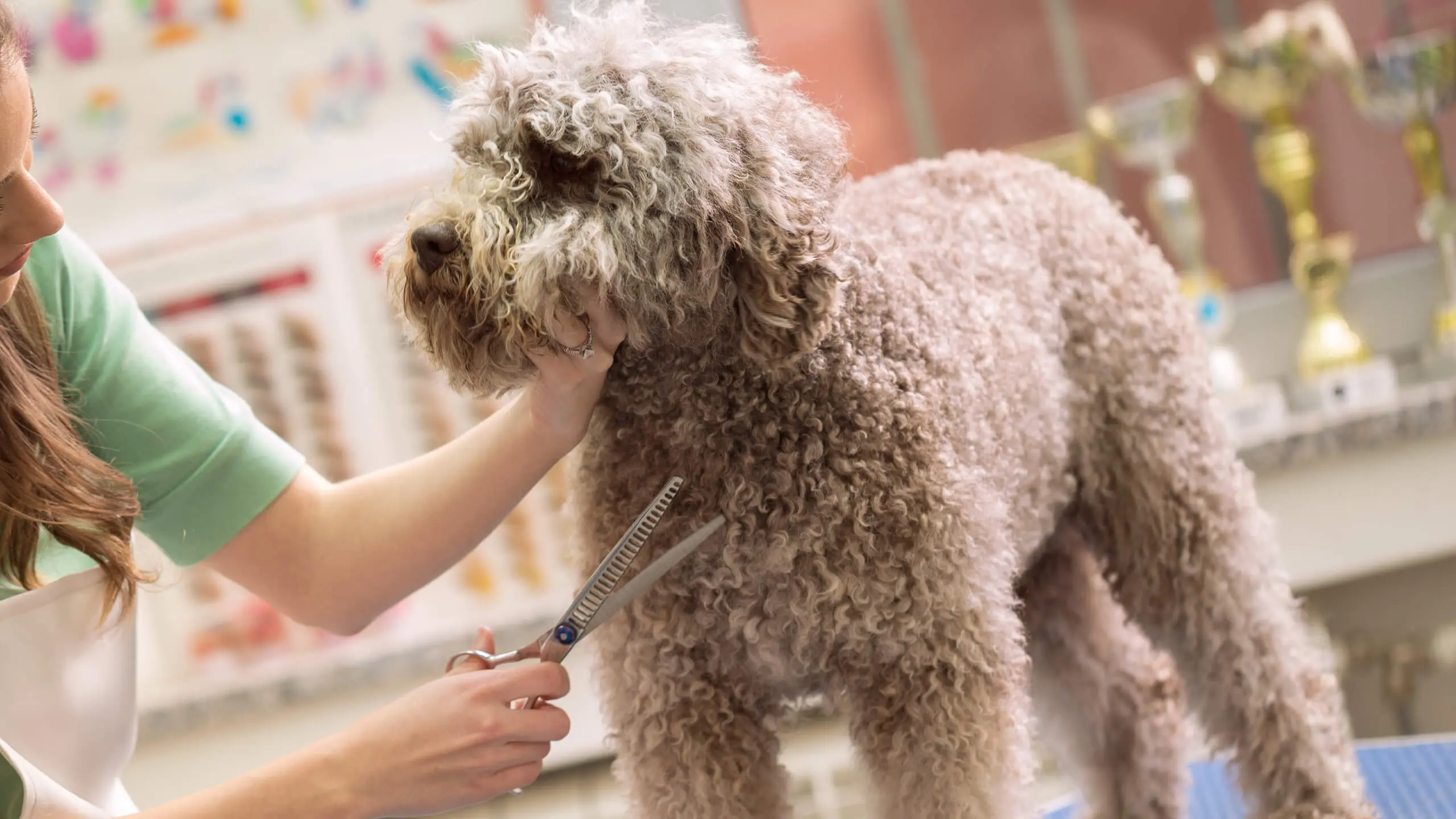 veterinarian services staff grooming poodle