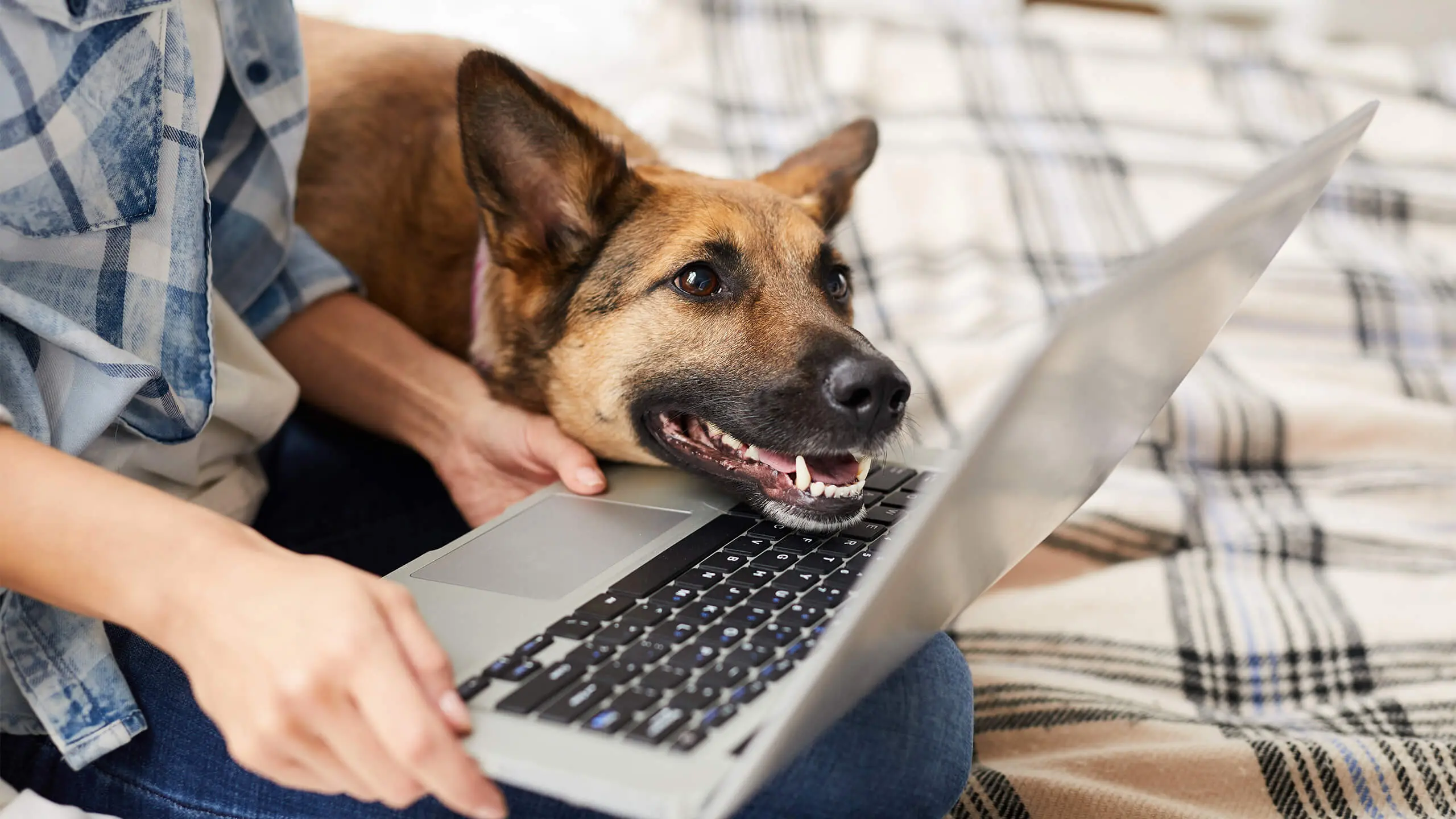 dog checking out online store with his owner