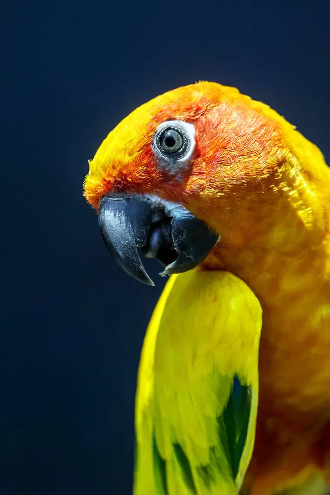 Veterinarian services for birds