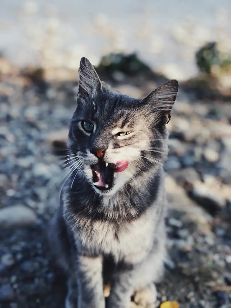 Veterinarian services for felines