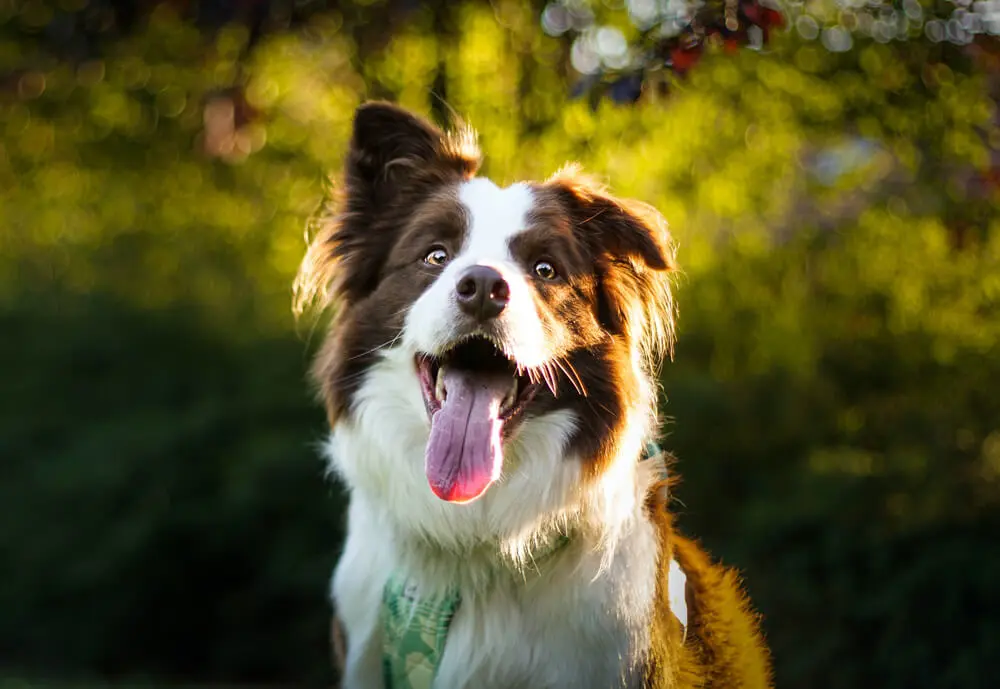 Veterinarian services for canines