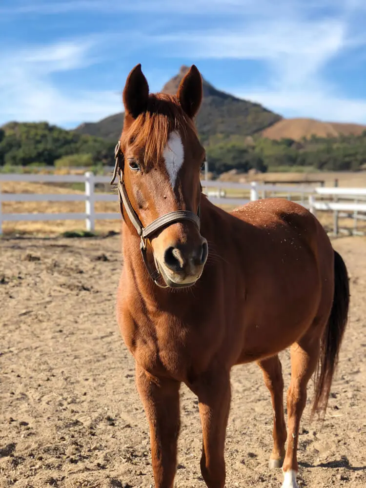 Veterinarian services for horses