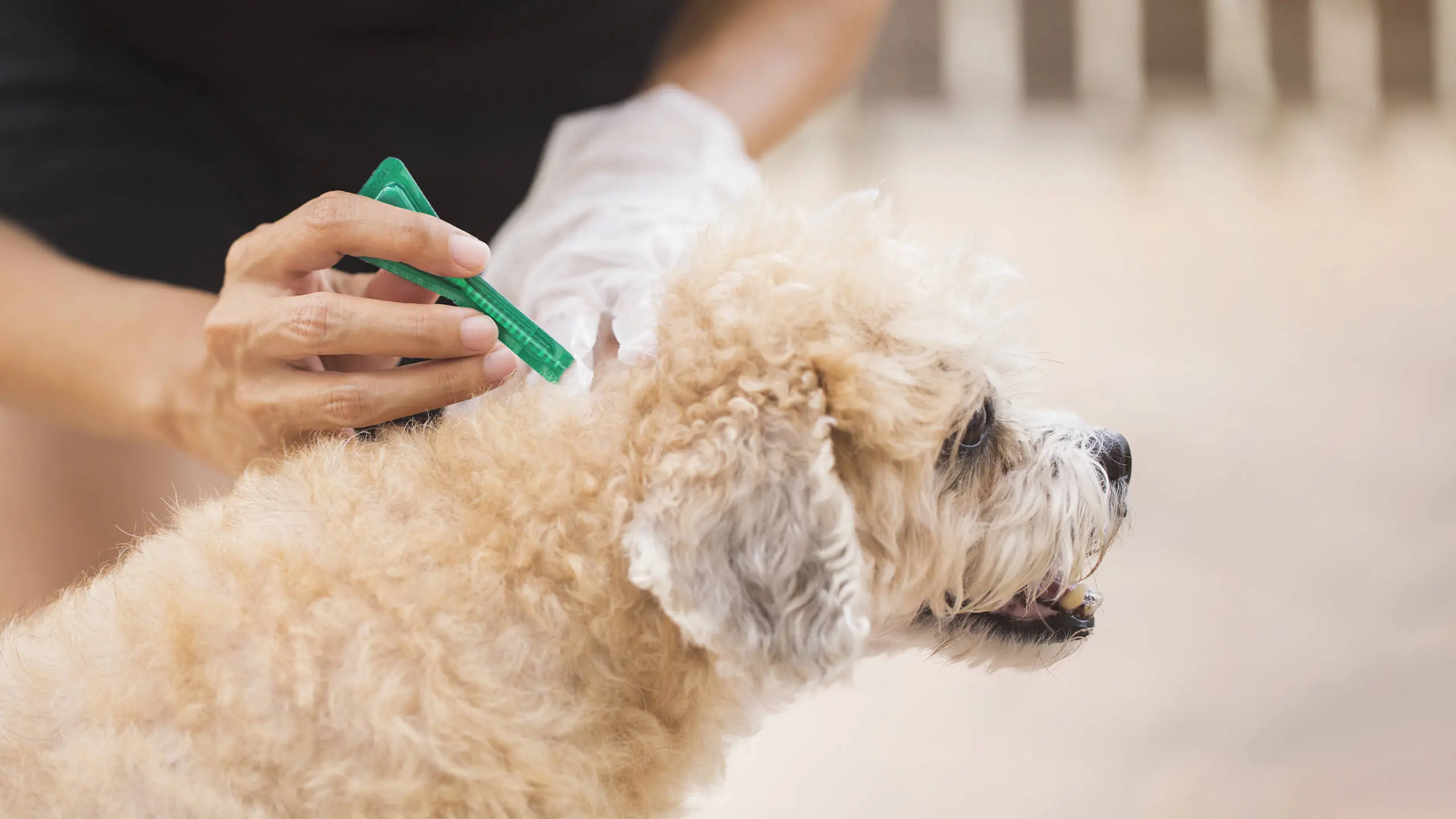 Flea and Tick Prevention
