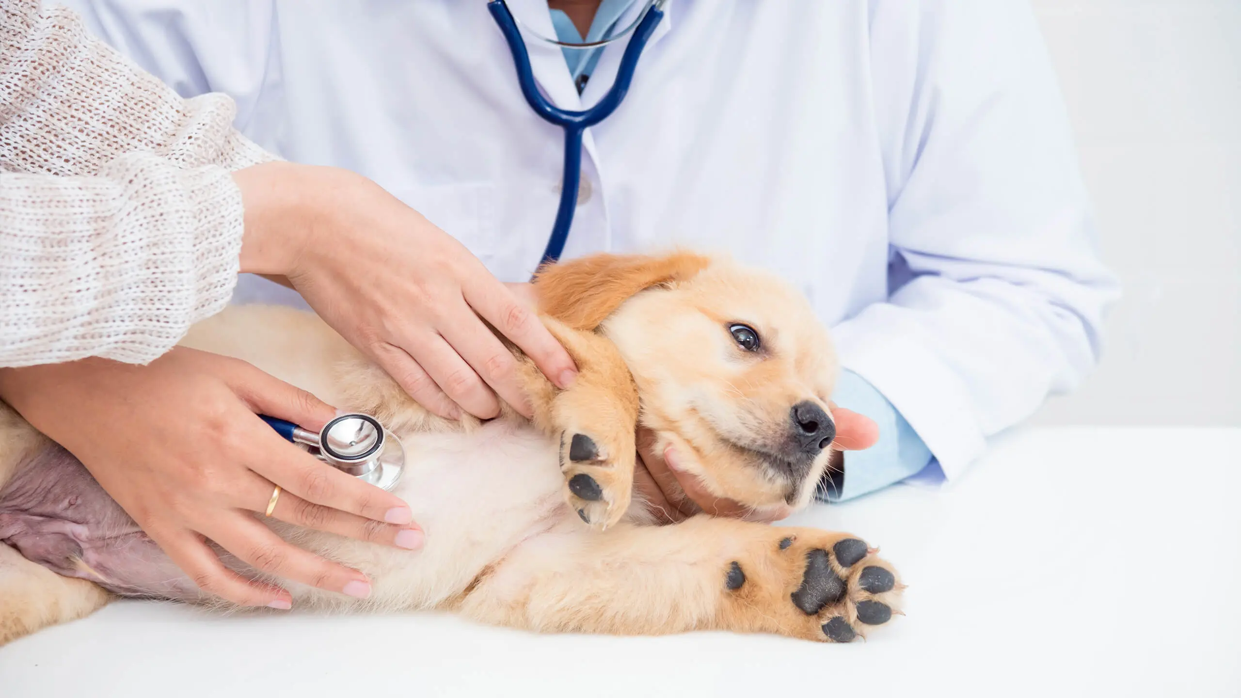 Heartworm Prevention and Treatment