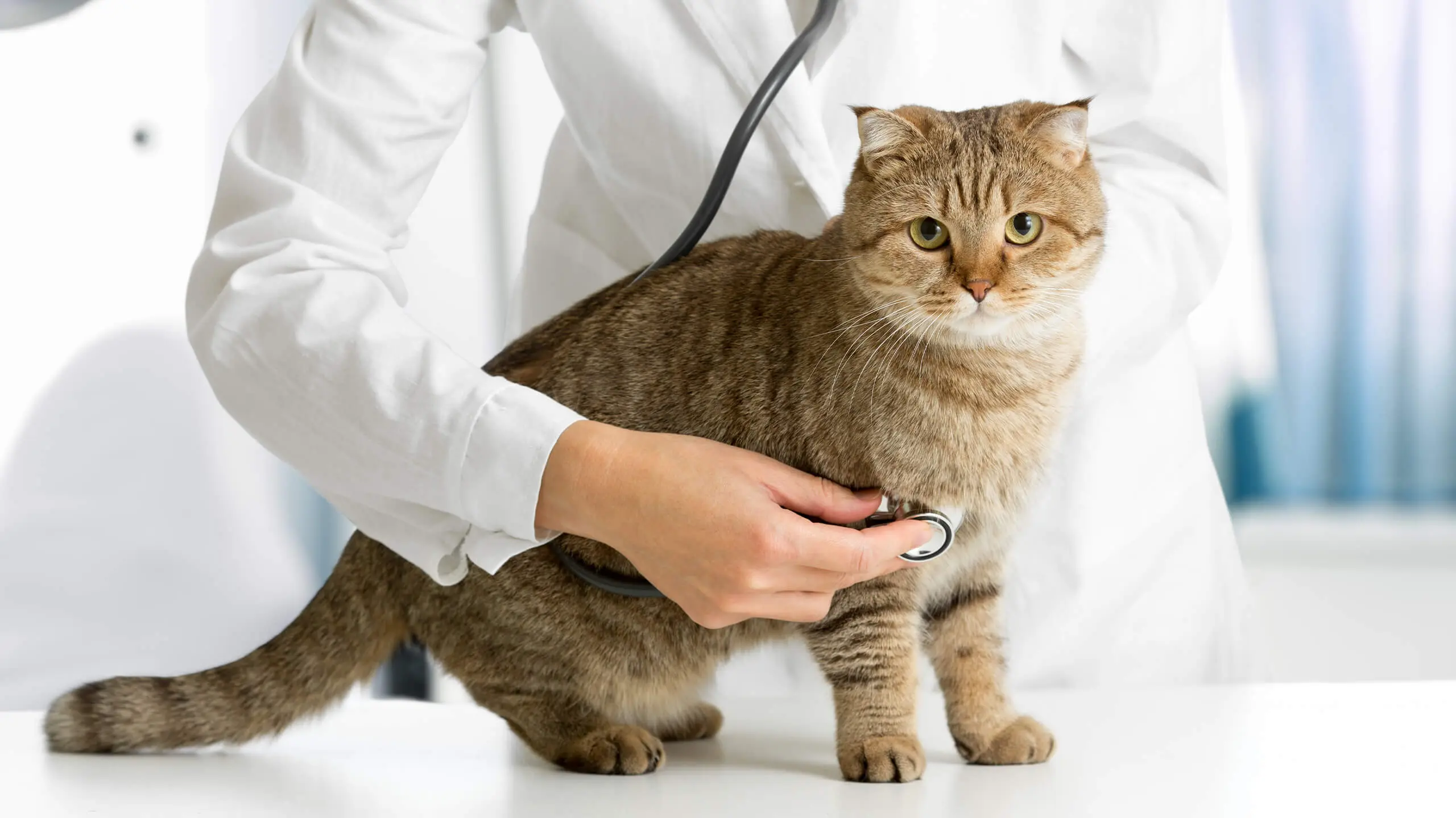 Internal Medicine