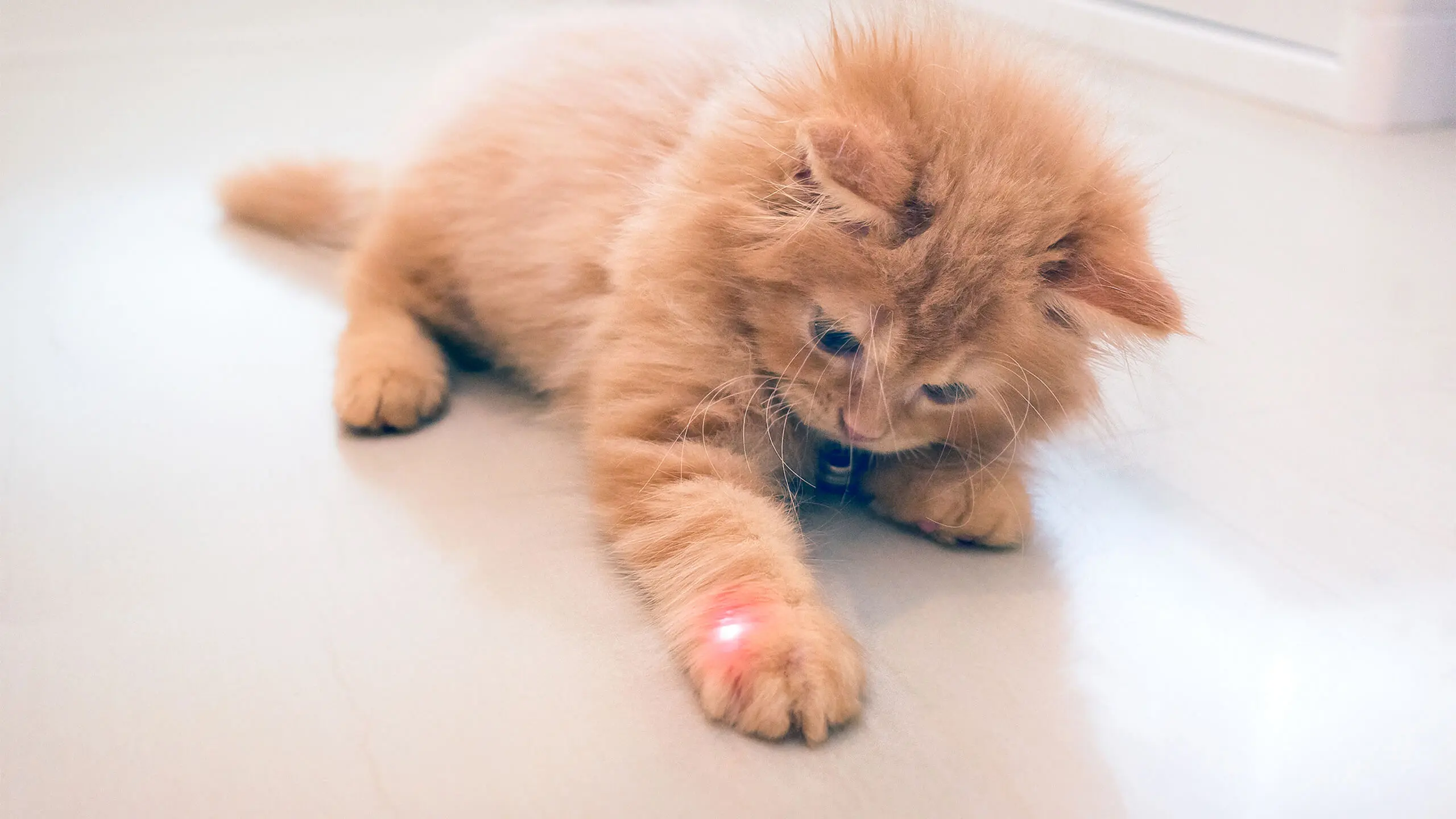 Laser Therapy