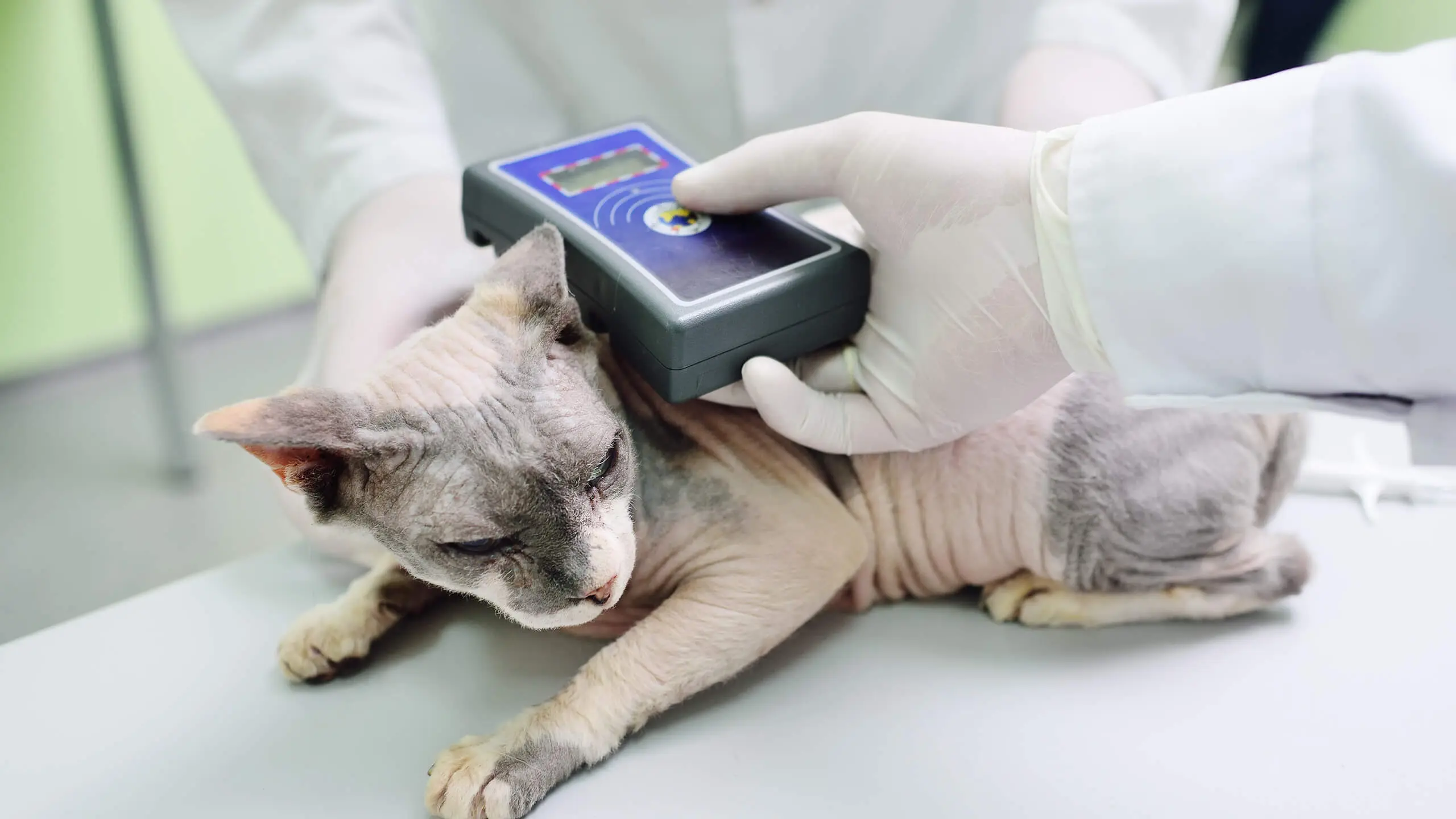 Microchipping