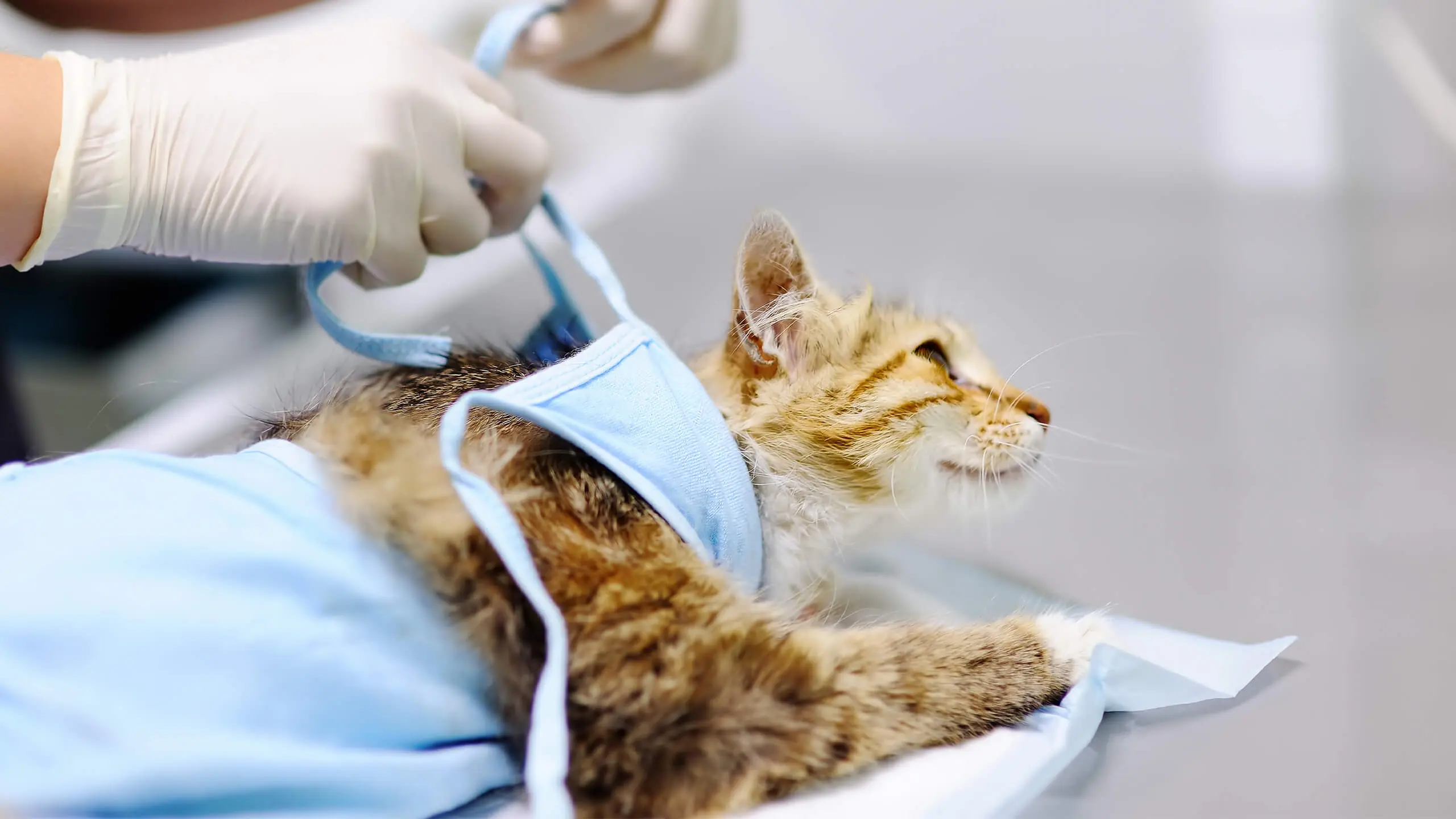 Surgery